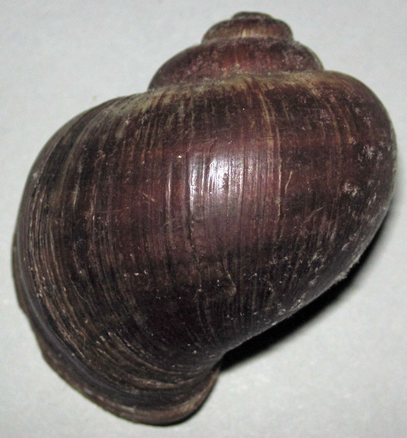 Image of Pomacea Perry 1810