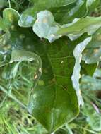 Imagem de Puccinia sessilis J. Schröt. 1870