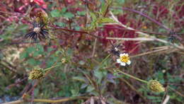 Image of hairy beggarticks