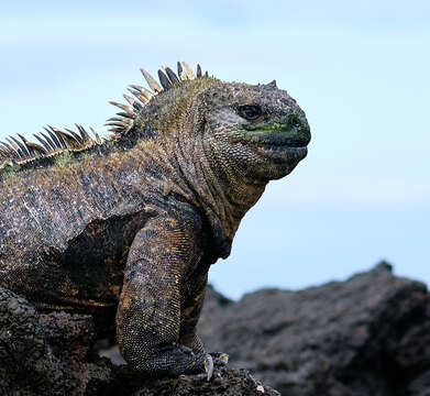 Image of marine iguana