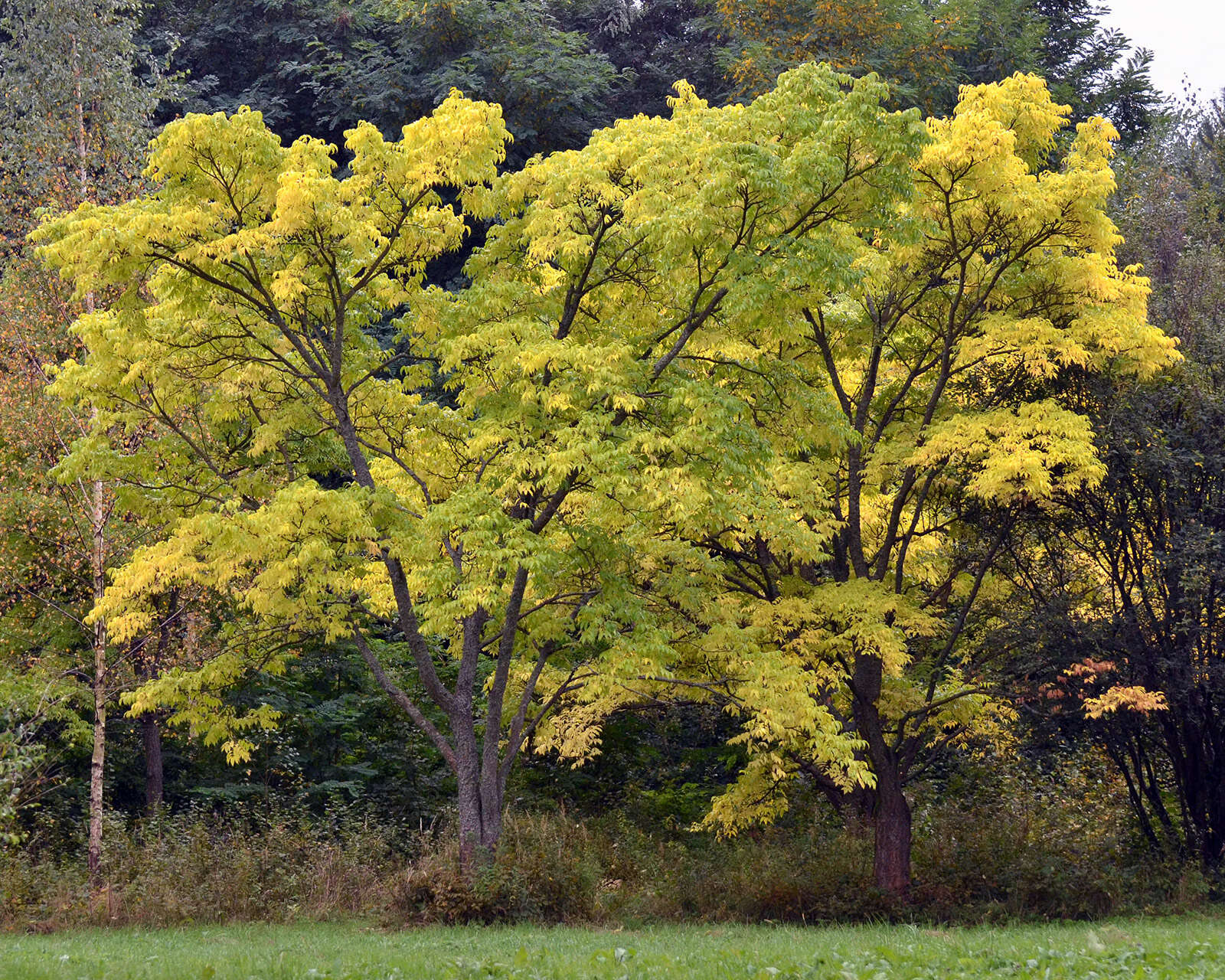 Image of corktree