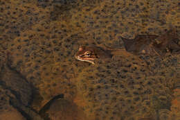 Sivun Lithobates sylvaticus (Le Conte 1825) kuva