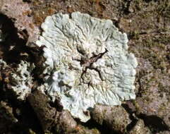 Image of diploicia lichen