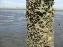 Image of Striped barnacle