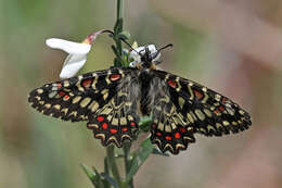 Image of Zerynthia rumina (Linnaeus 1758)