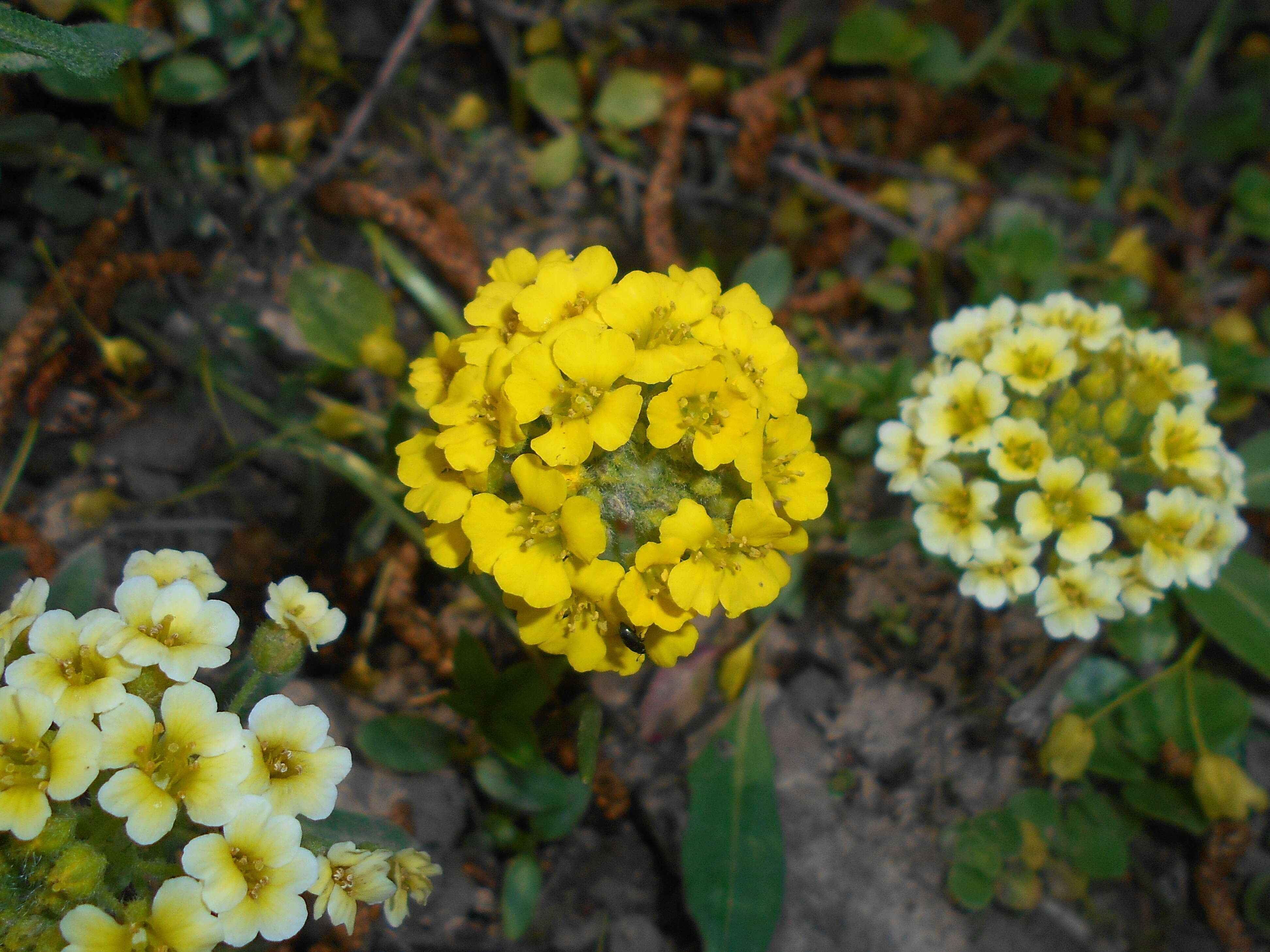 Sivun Alyssum wulfenianum Bernh. ex Willd. kuva