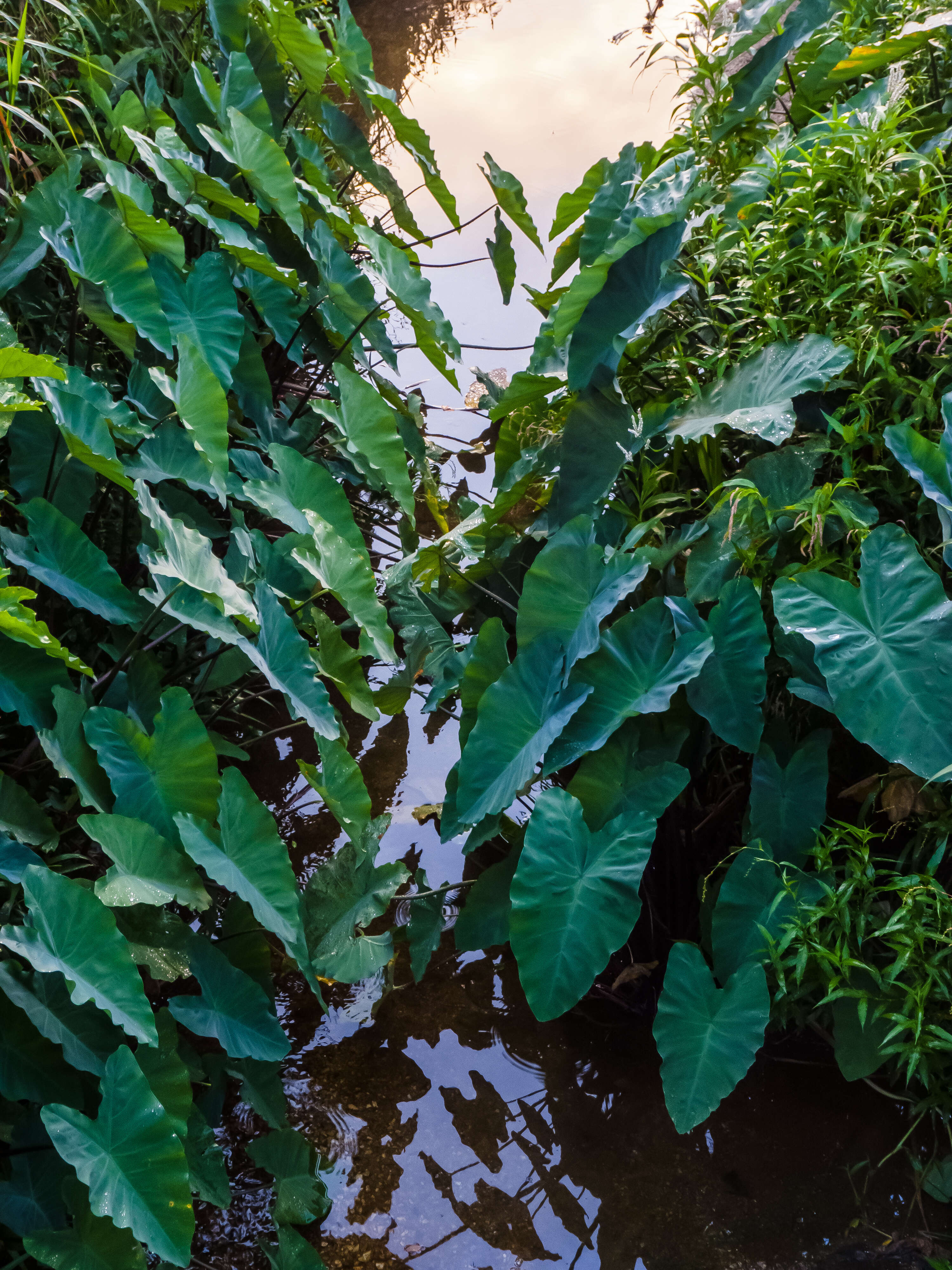 Imagem de Colocasia esculenta (L.) Schott