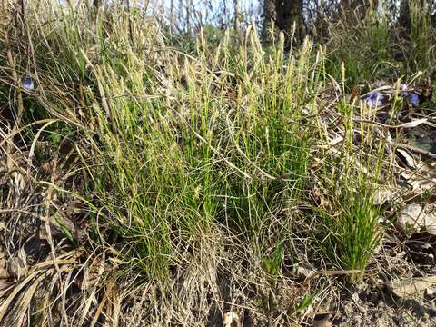 Image de Carex alba Scop.