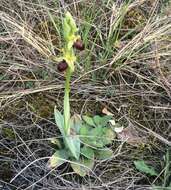 Image of Ophrys sphegodes subsp. atrata (Rchb. fil.) A. Bolòs