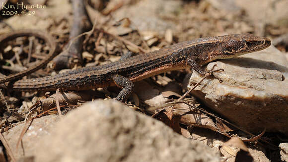 Image of Amur grass lizard