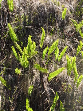 Image de Polypodium pellucidum Kaulf.