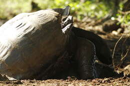 Image of Galapagos giant tortoise