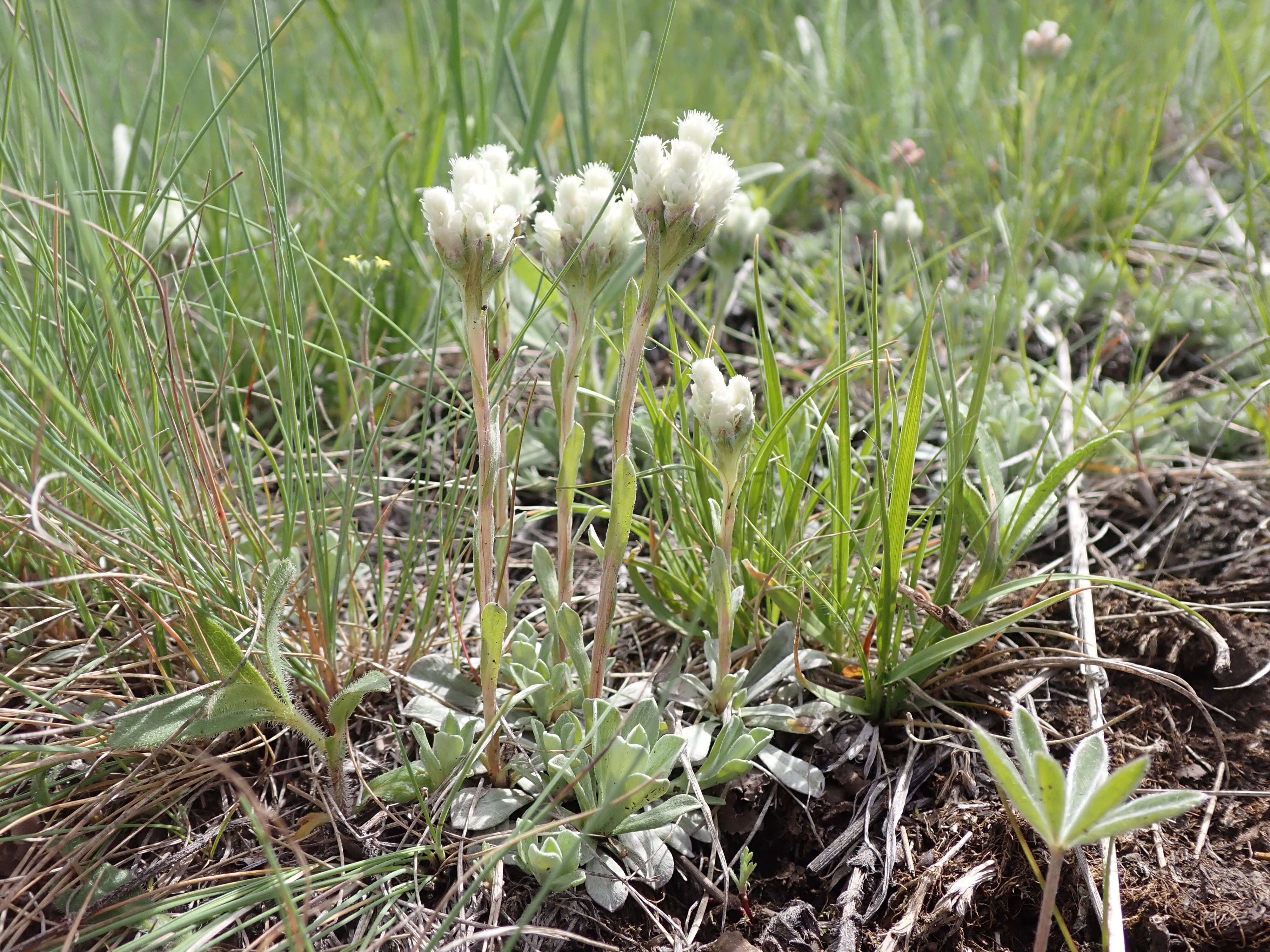 Imagem de Antennaria parvifolia Nutt.