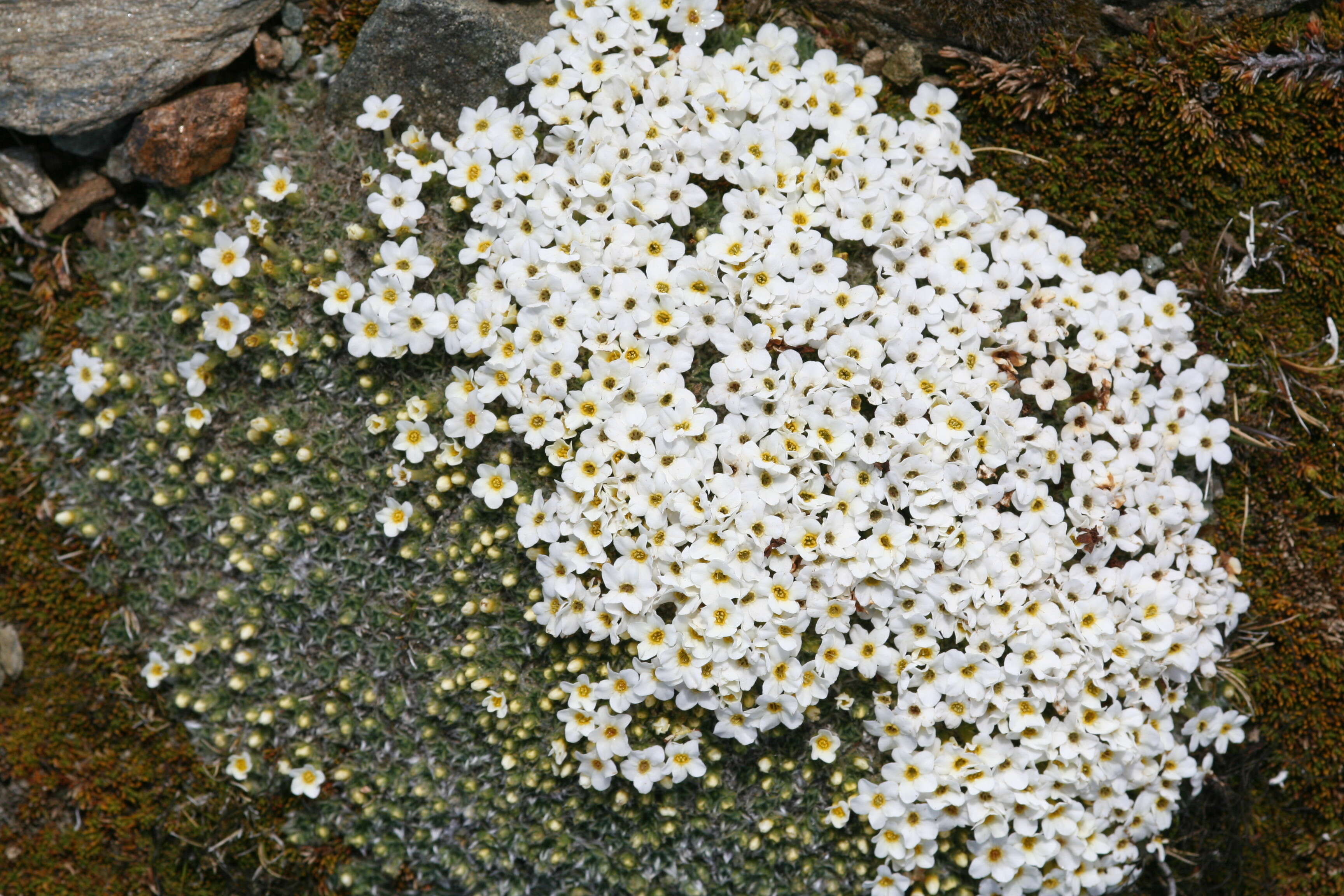 Image of Myosotis pulvinaris Hook. fil.