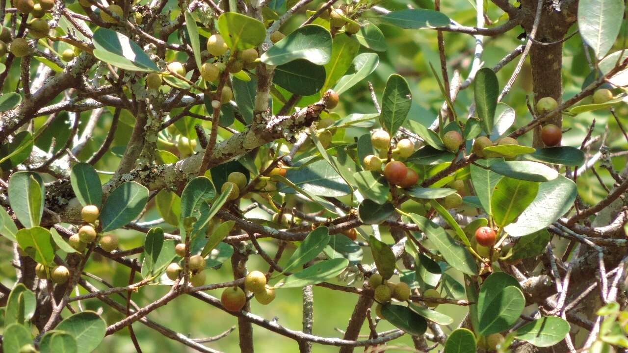 Image of Bark Cloth Fig