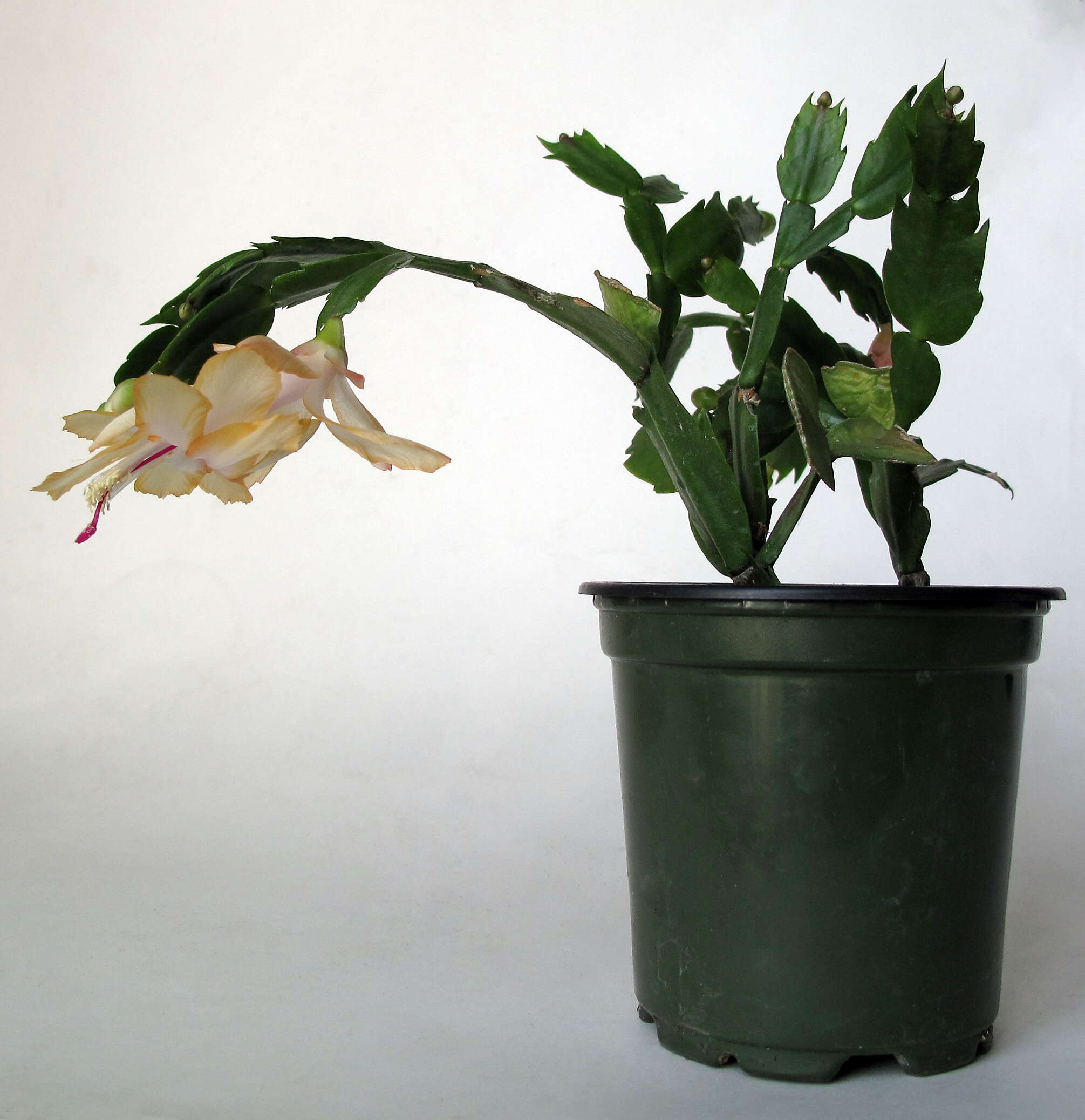 Image of false Christmas cactus