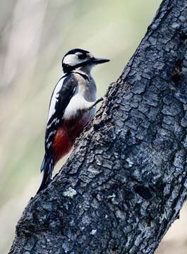 Image of Great Spotted Woodpecker