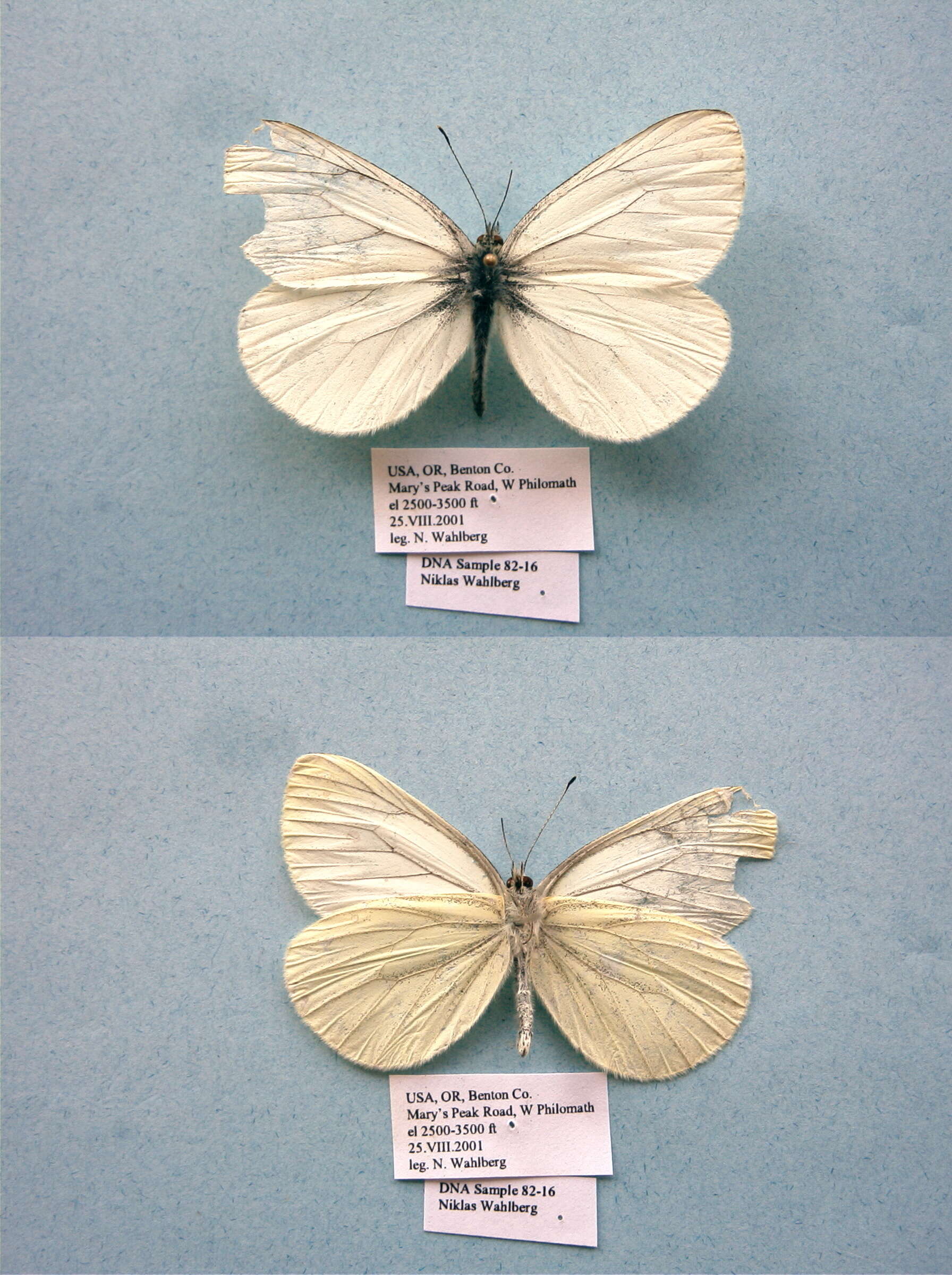 Image of Margined White