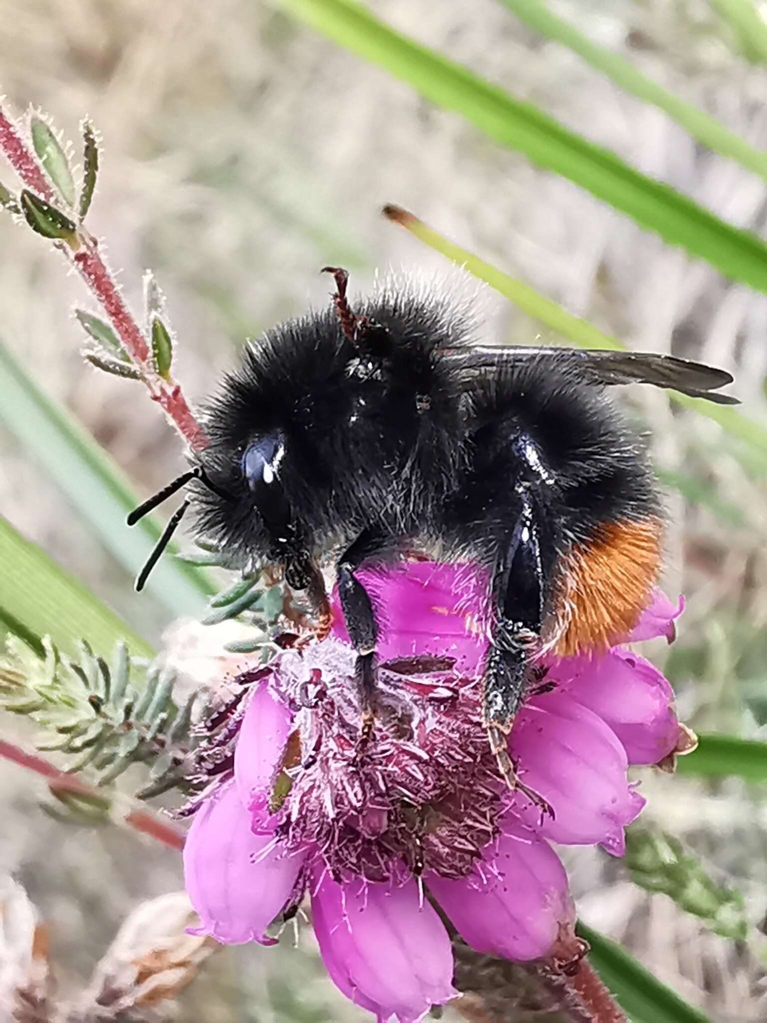 Plancia ëd Bombus wurflenii Radoszkowski 1860