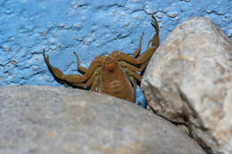 Image of Arizona Bark Scorpion