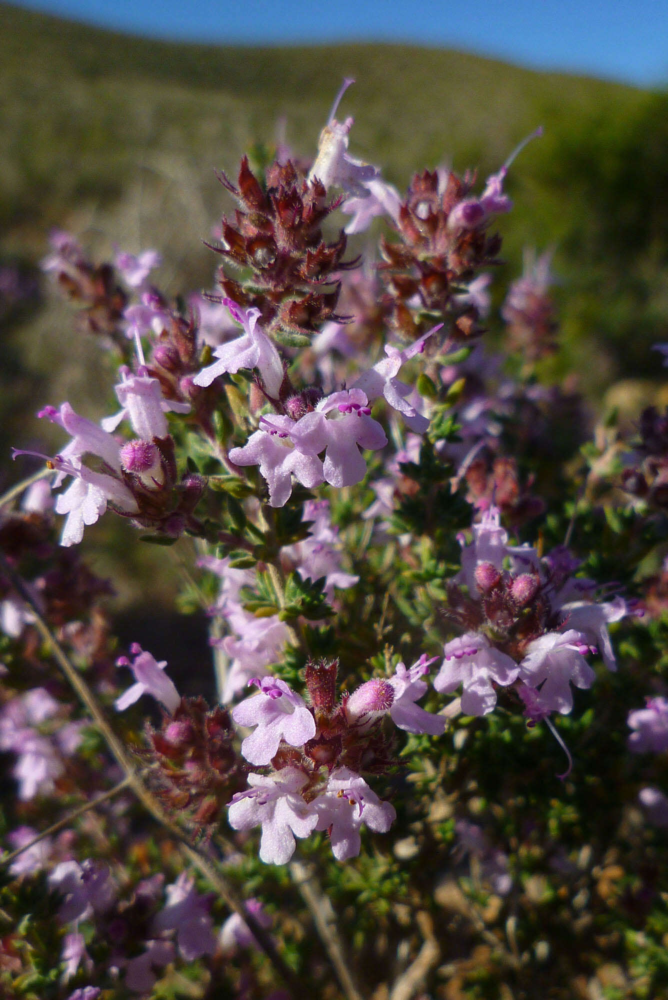 Image of Thymus hyemalis Lange