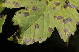 Image of European tar spot