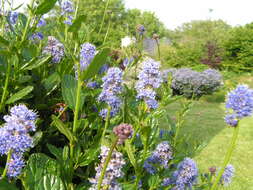 Image of ceanothus