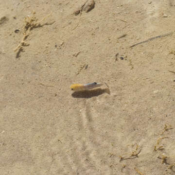 Image of Cottonball Marsh Pupfish