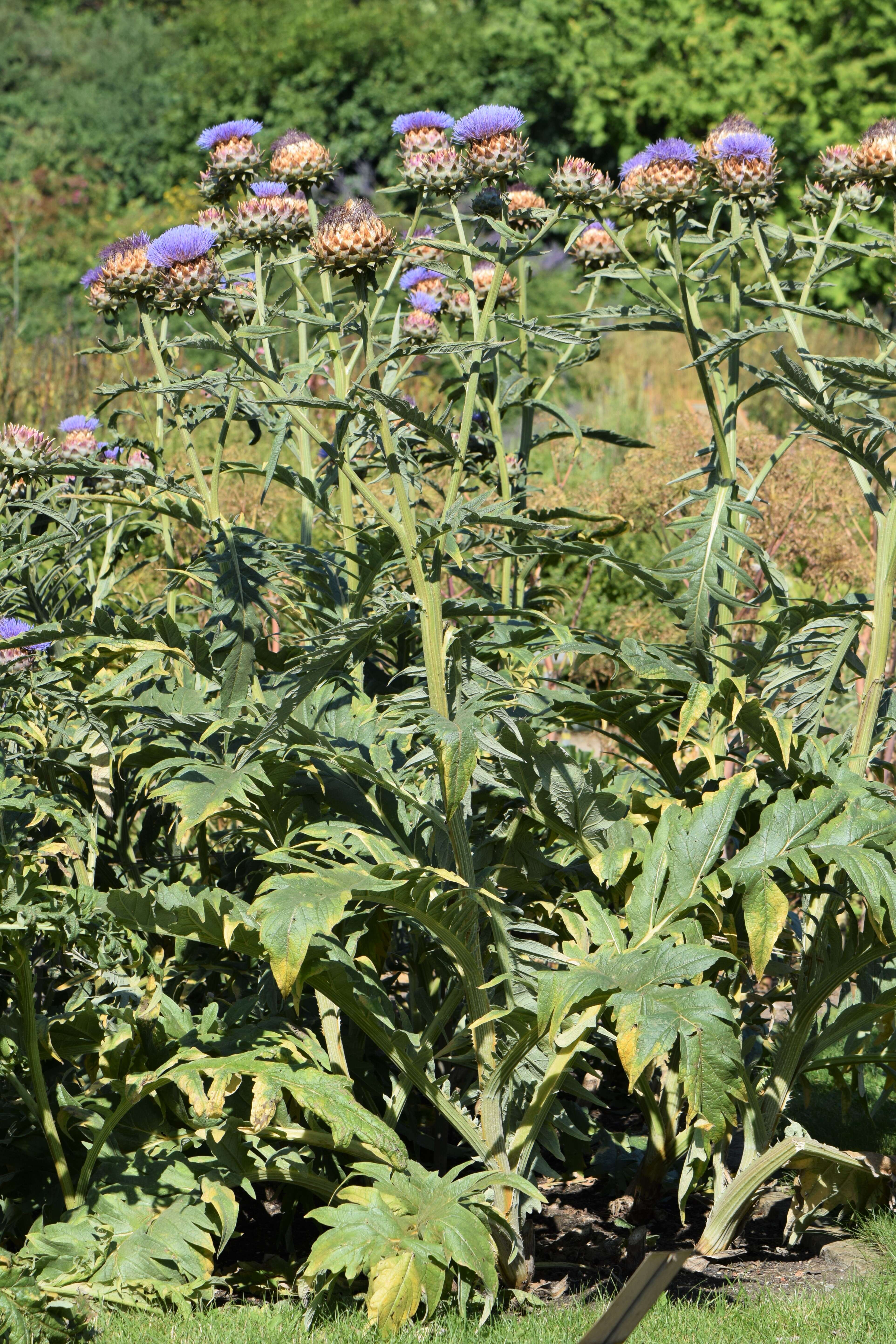 Image of cardoon