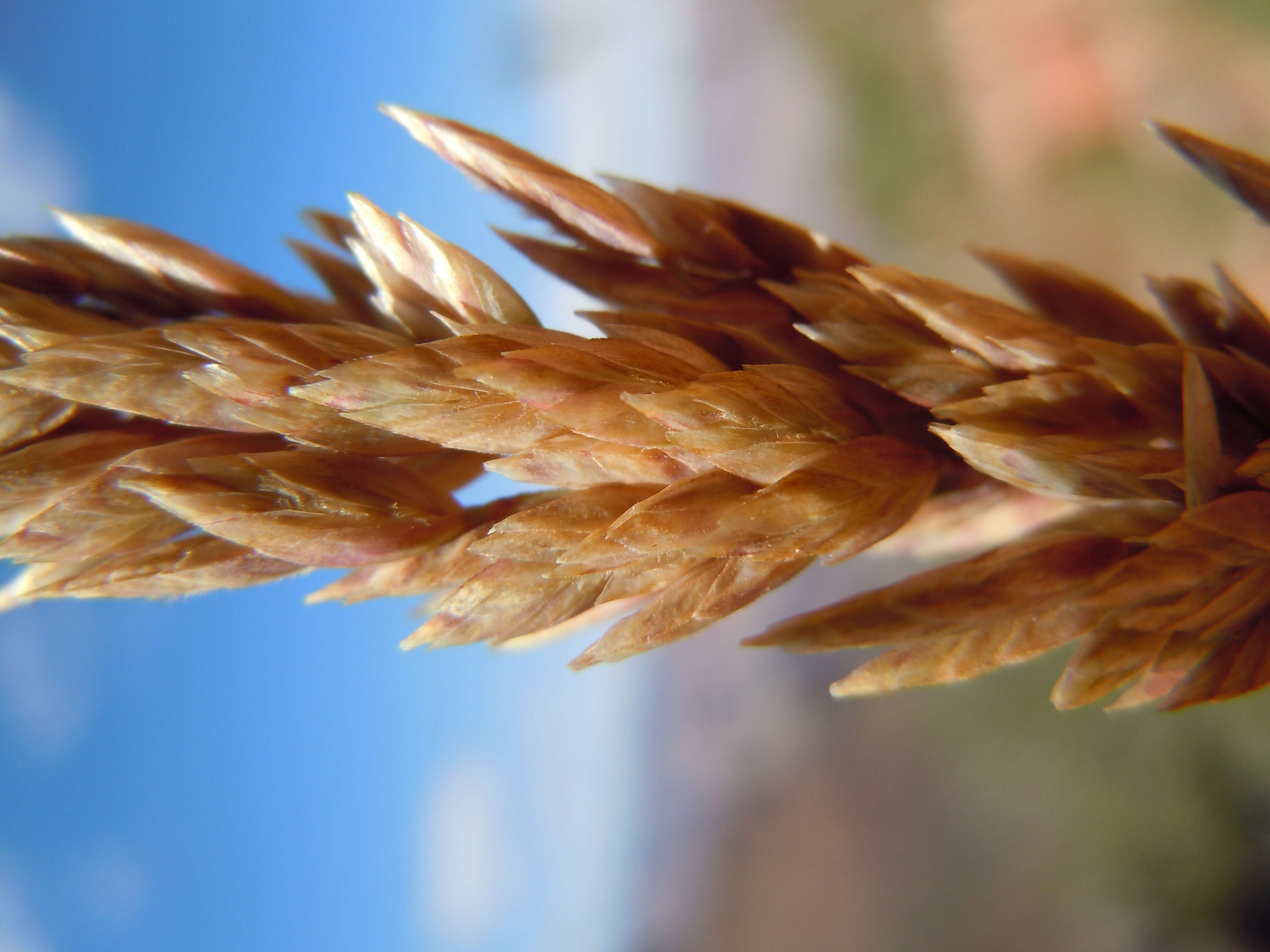 Image de Poa fendleriana (Steud.) Vasey