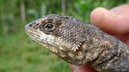 Tropidurus hispidus (Spix 1825) resmi