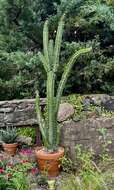 Image of Madagascan ocotillo