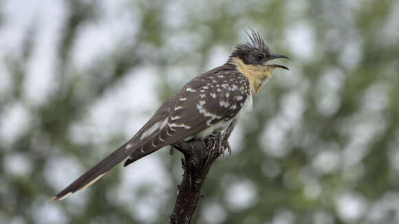 Imagem de Clamator glandarius (Linnaeus 1758)