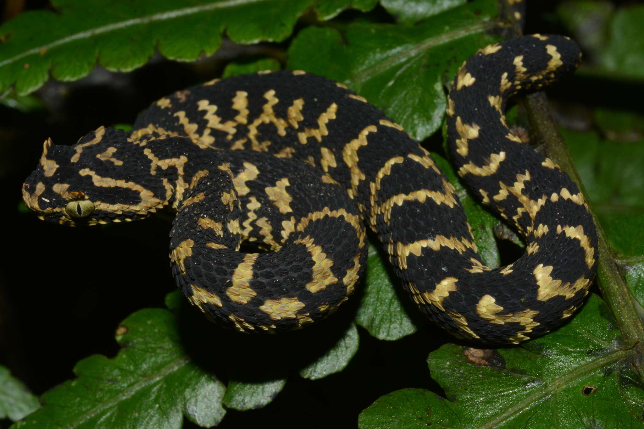 Image of Usambara Eyelash Viper