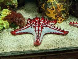 Image of African red knob sea star