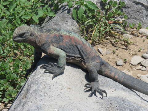 Image of marine iguana