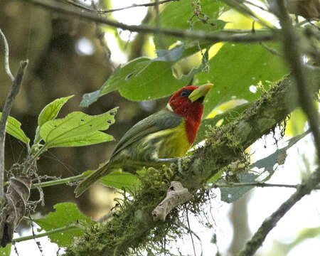 Image of Red-headed Barbet