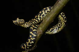 Image of Usambara Eyelash Viper