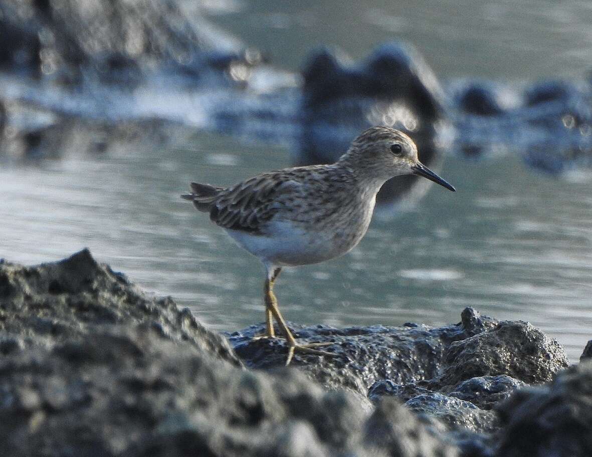 Image of Long-toed Stint