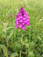 صورة Anacamptis pyramidalis (L.) Rich.