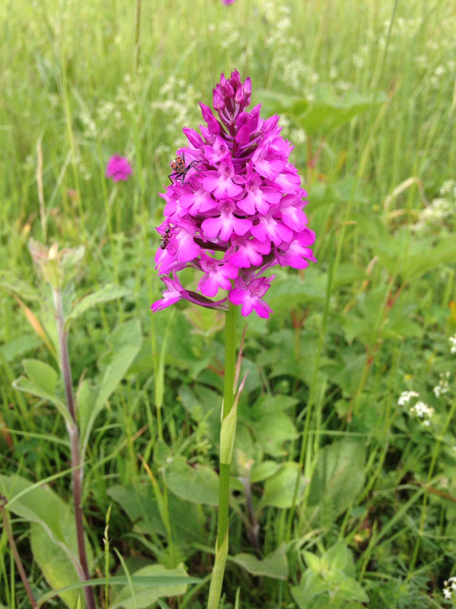 صورة Anacamptis pyramidalis (L.) Rich.