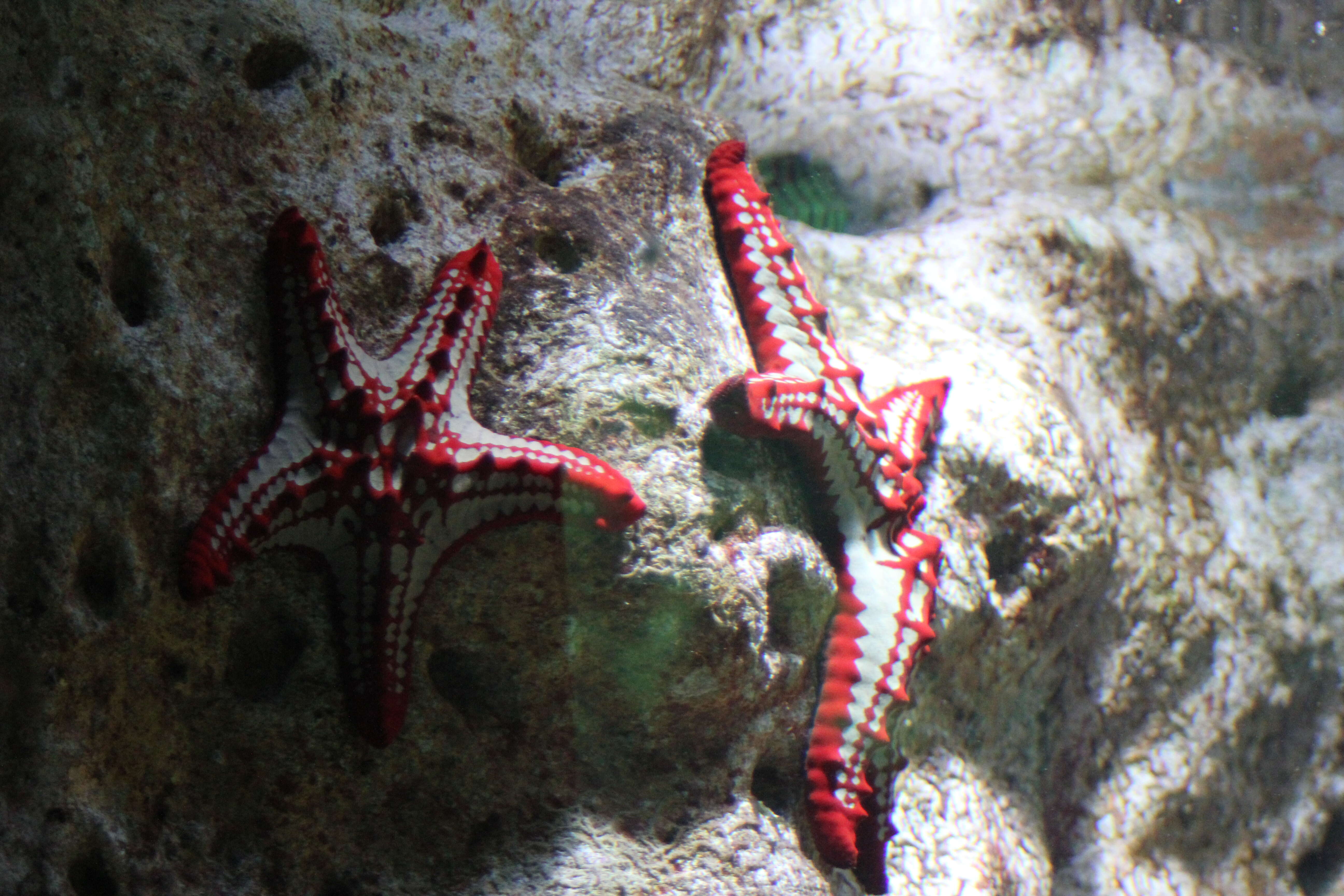 Image of African red knob sea star