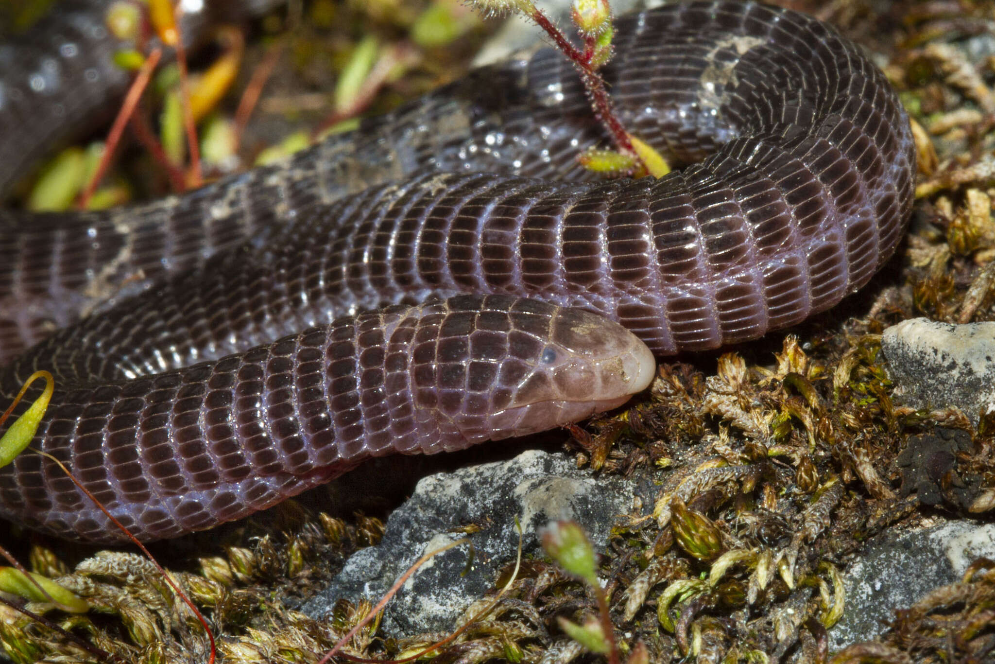 Image of Anatolian Worm Lizard