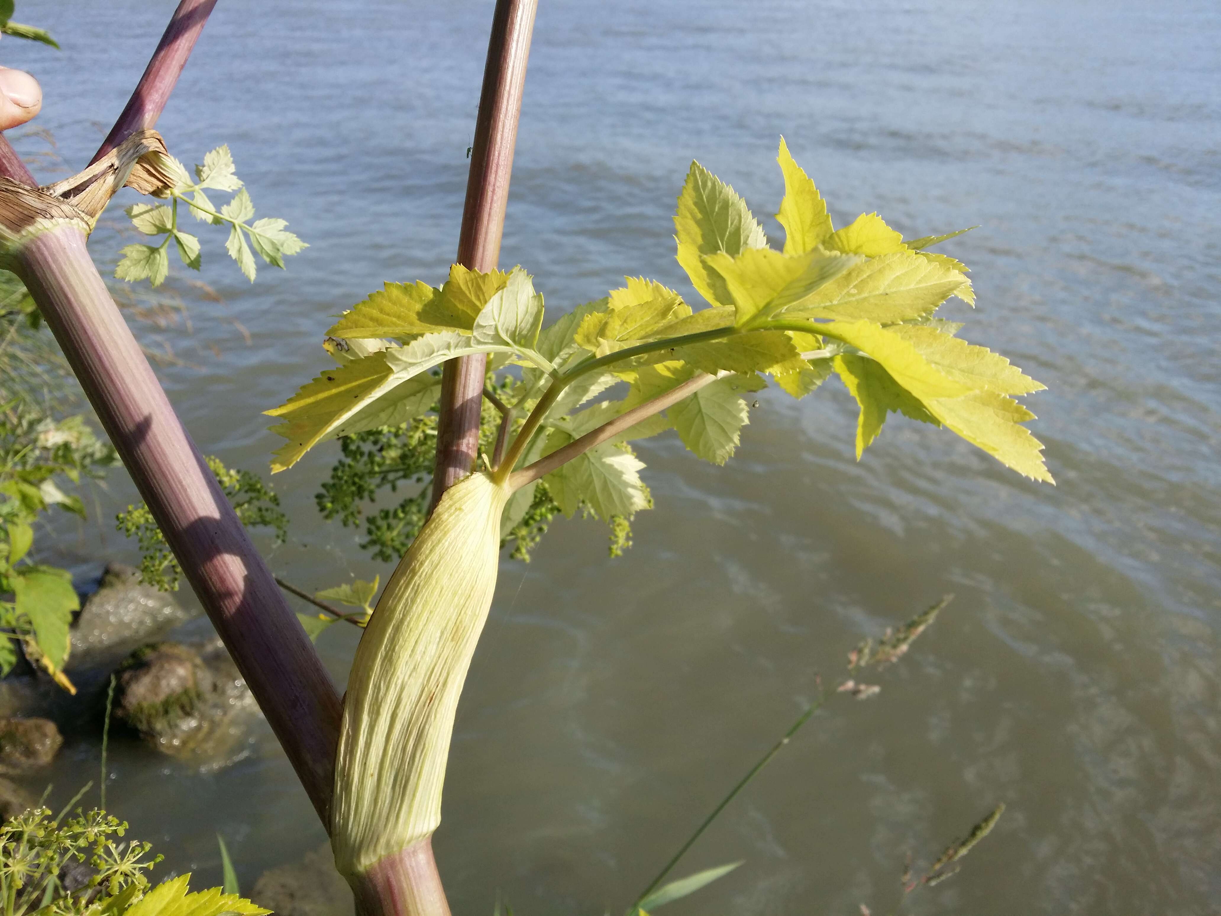 Image of Norwegian angelica