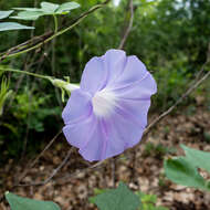 Image of whiteedge morning-glory