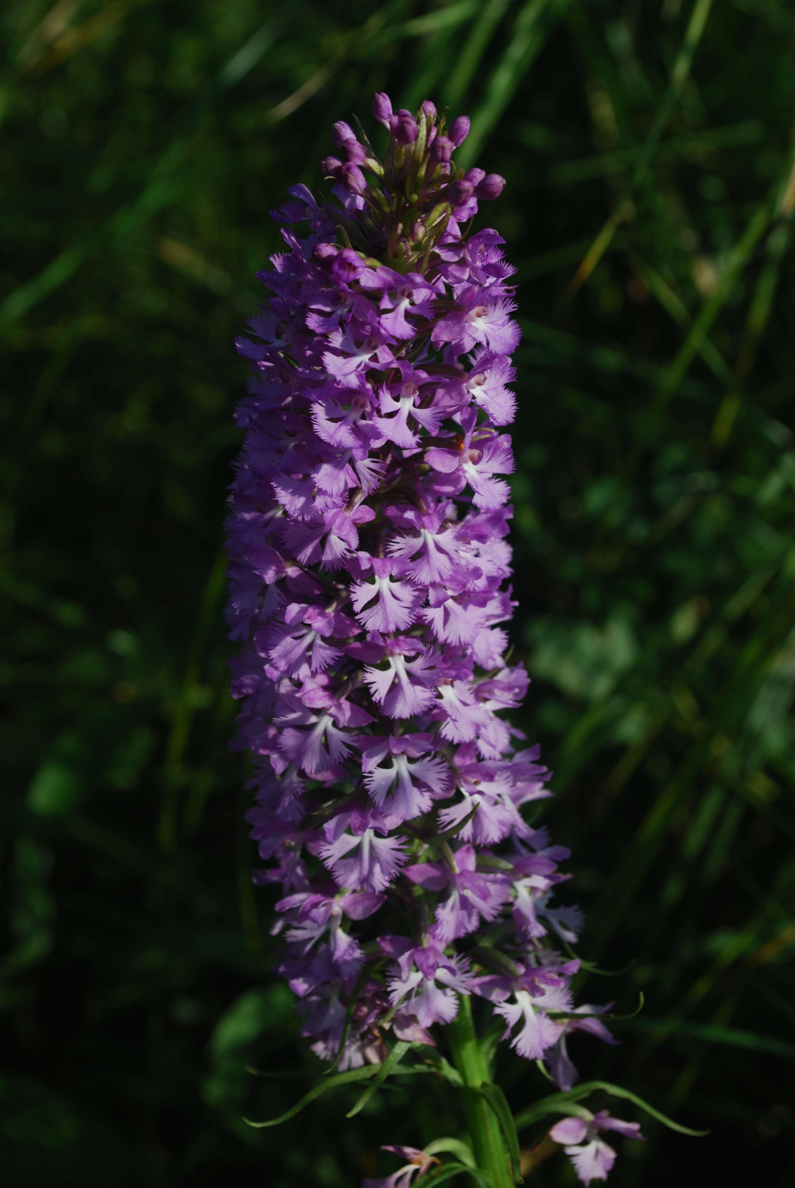 Image of Lesser purple fringed orchid