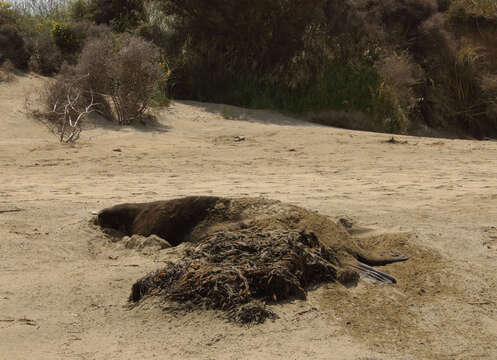 Image of New Zealand sea lion