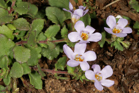 Image of Sutera cordata (Thunb.) Kuntze