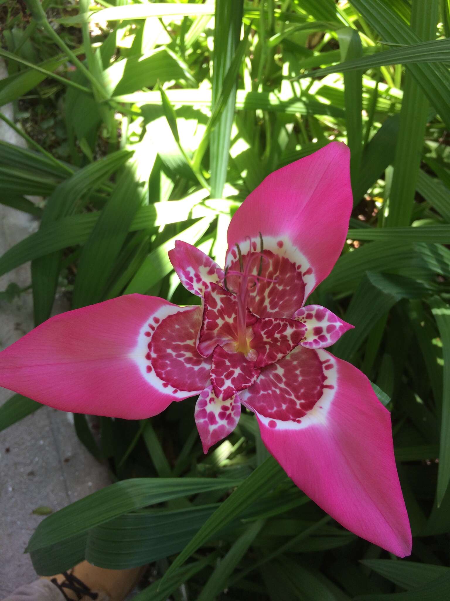 Image of Mexican Shellflower