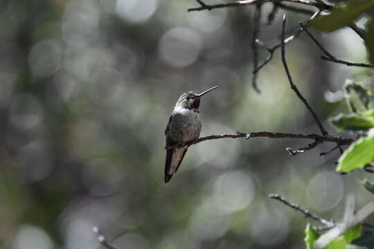 Image of Broad-tailed Hummingbird